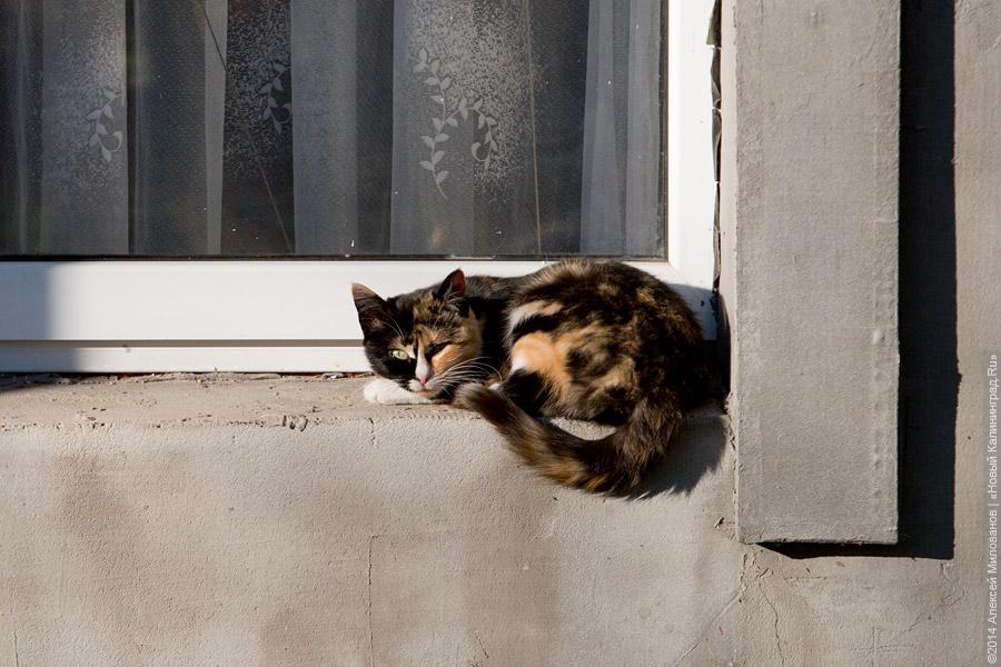 Семивековая грустная сказка: странный город Правдинск