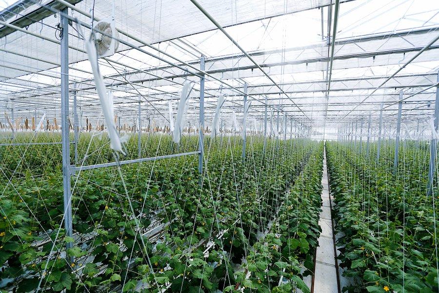 «Иначе нам кирдык»: как сельхозпроизводители смотрят на продовольственное эмбарго