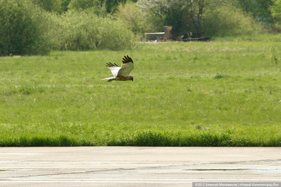 «Учёба в небе»: фоторепортаж с тренировочных полётов Су-27