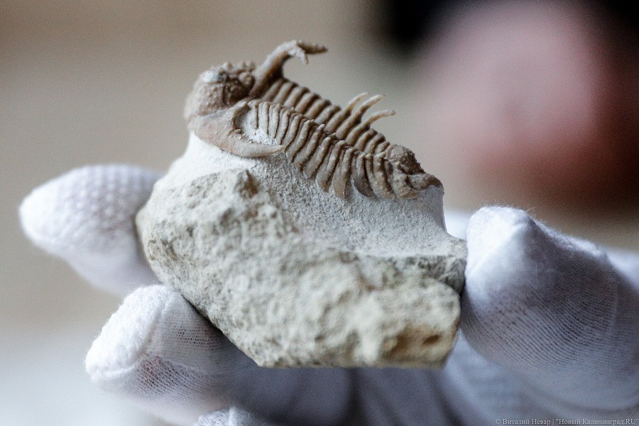 Облако планктона: в Музее Мирового океана готовят выставку актуального искусства