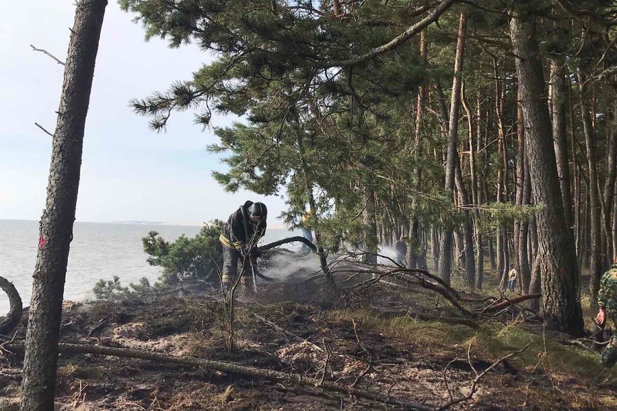 В нацпарке «Куршская коса» заявляют о поджоге и ищут свидетелей (видео)