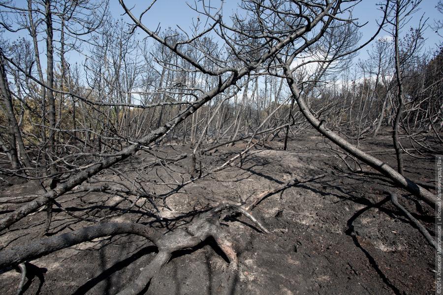 Когда рассеялся дым: после локализации лесного пожара на Куршской косе (фото)