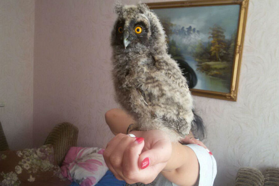 В Немане полицейский спас двух совят и забрал их домой (фото)