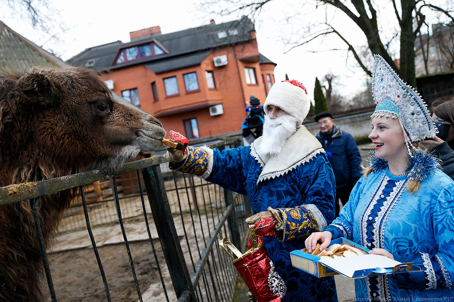 Подарки для зверей: как животных в зоопарке с Новым Годом поздравляли (фото)