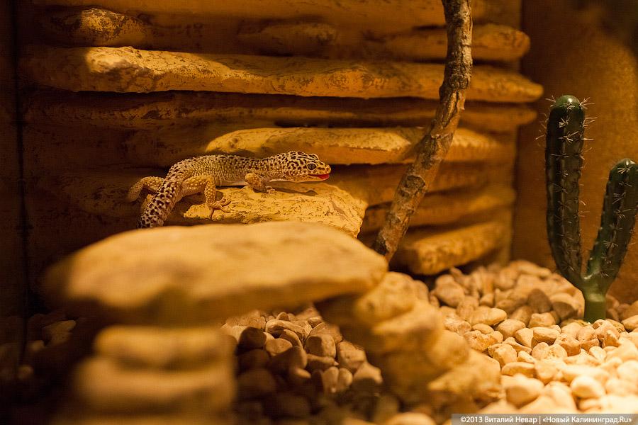 «Зов джунглей»: фоторепортаж с открытия первого калининградского экзотариума