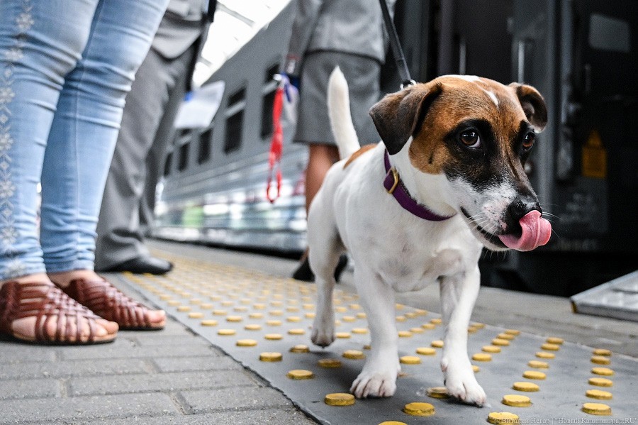 В пути по двое: из Калининграда возобновили поезда в «большую» Россию