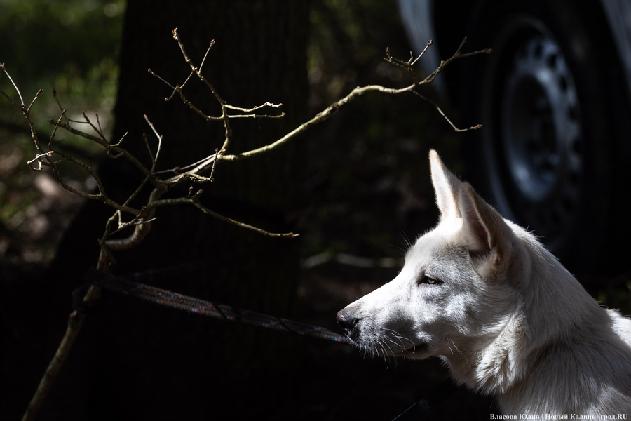Совсем не Джек Лондон: как калининградцы с питомцами соревновались в ездовом спорте (фото)
