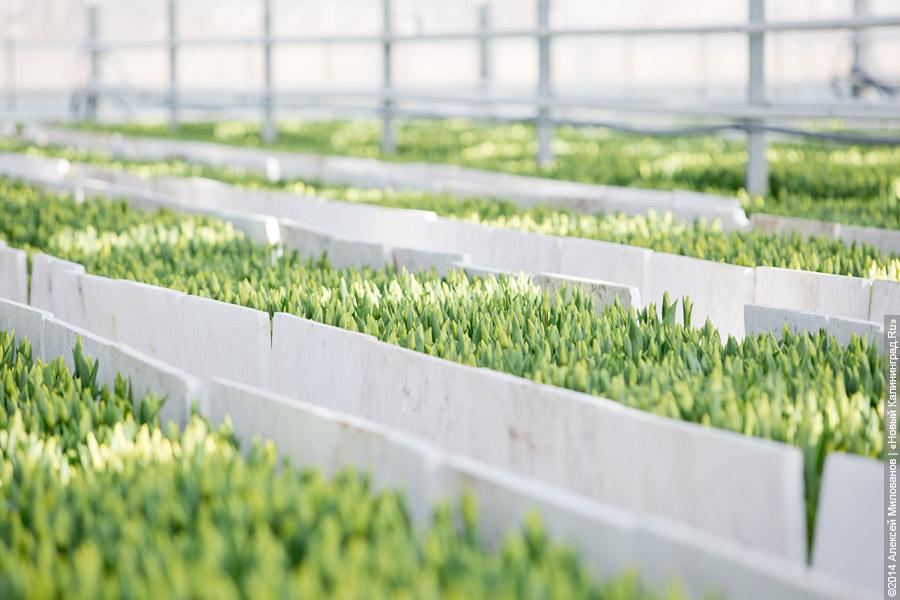 Букет к празднику: в Калинково вырастили 6 миллионов тюльпанов