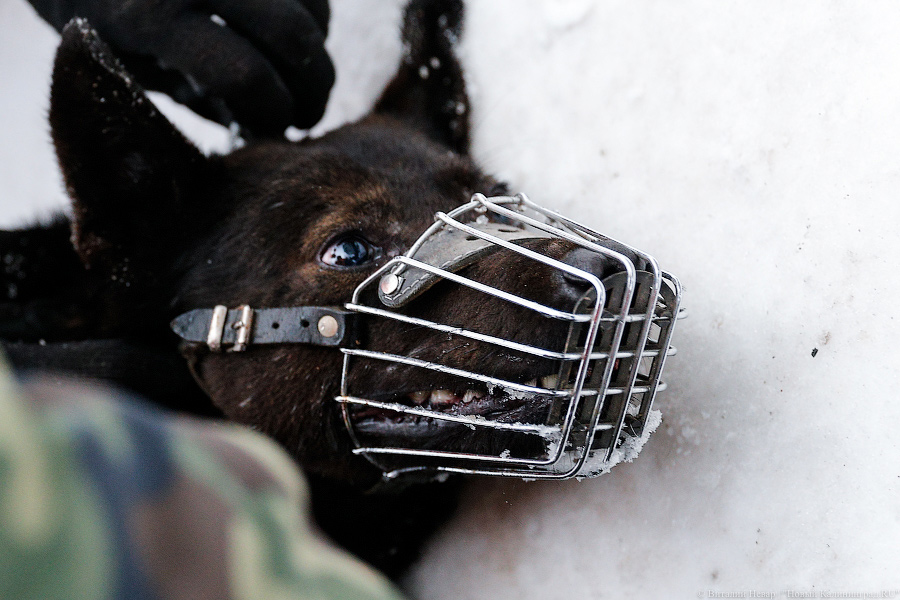 «Петля, намордник, ошейник»: как волонтеры бездомных собак отлавливают