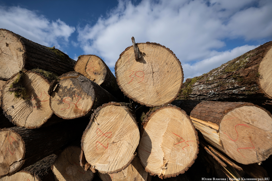 Облминприроды: в пяти лесничествах закончилась древесина для самостоятельной заготовки