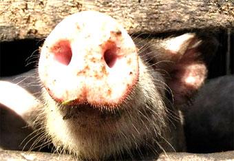 Калининградские зерноводы накормят местных свиней