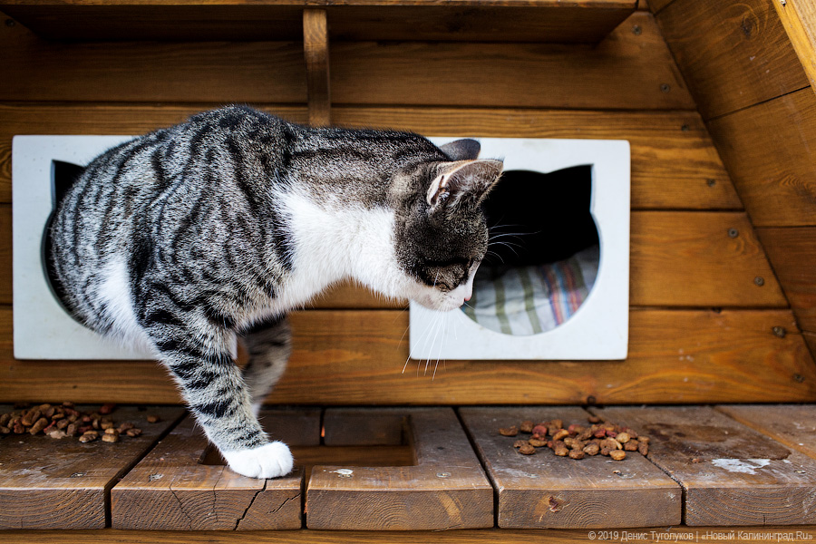 Денис Туголуков / Новый Калининград