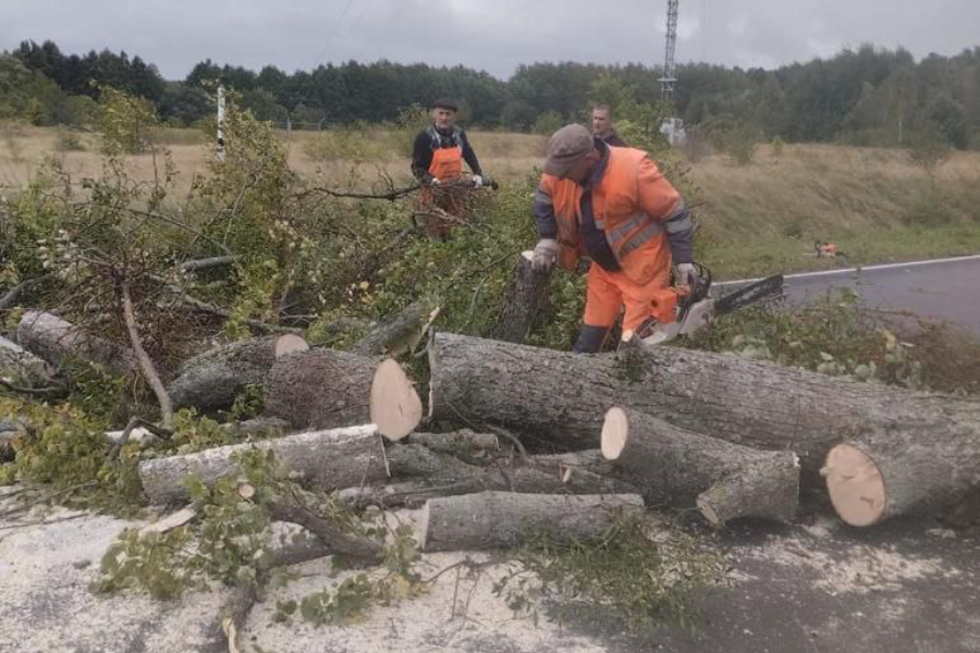 Власти: за два дня циклон «Патрик» повалил на областных дорогах 91 дерево