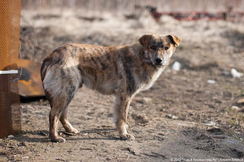«Рядовые песчаных карьеров»: фоторейд «Нового Калининграда.Ru»