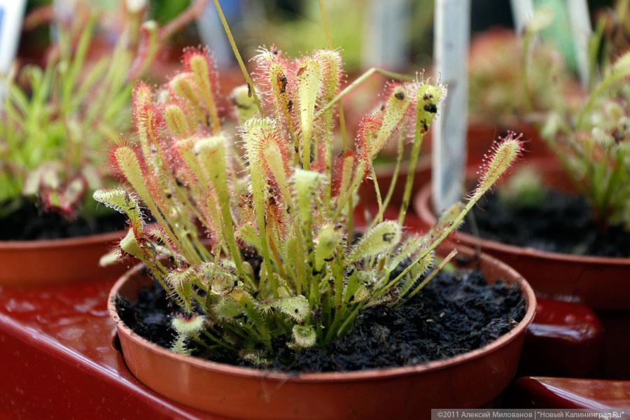 "Самая зеленая зона": фоторепортаж "Нового Калининграда.Ru"