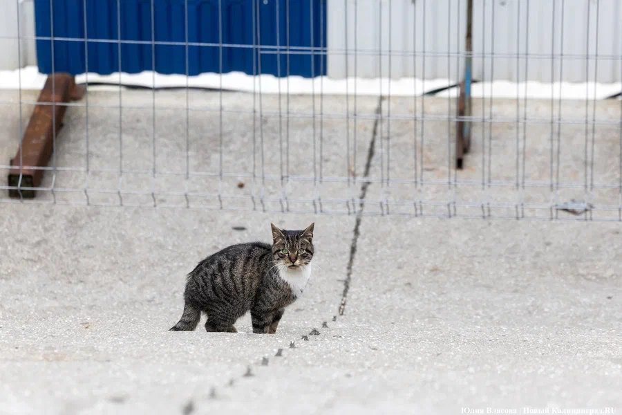 Как в апреле: в Калининграде и области вновь были побиты температурные рекорды