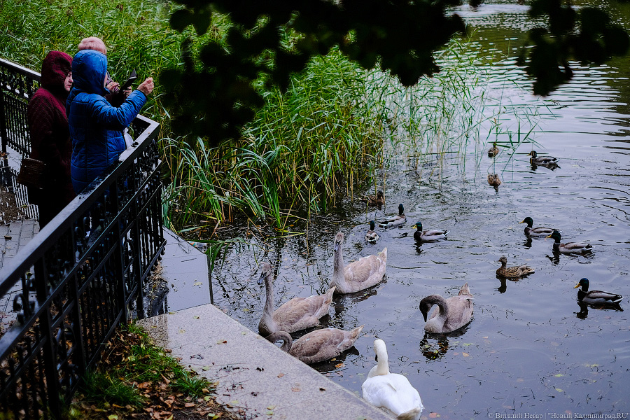 На озере Тихом в Светлогорске власти собираются выкорчевать тростник