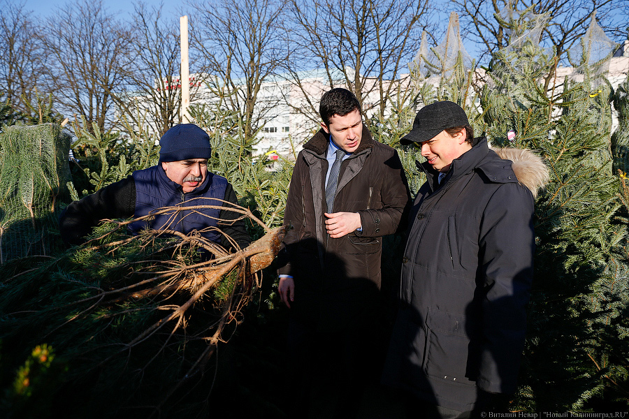 Губернаторский распил: как Алиханов ёлку выбирал