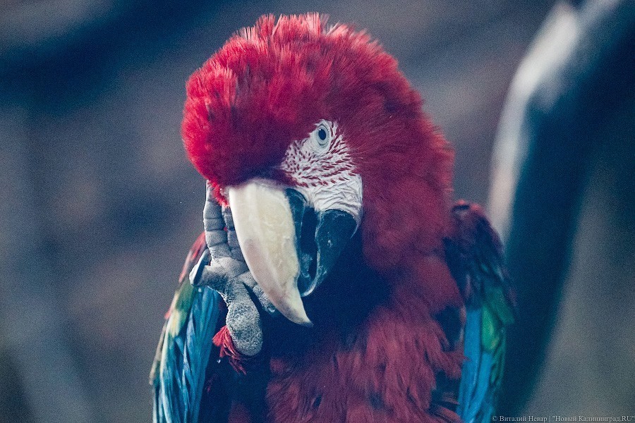 В зоопарке открыт Дом тропической птицы. Посмотрите на жако и спящего трубкозуба