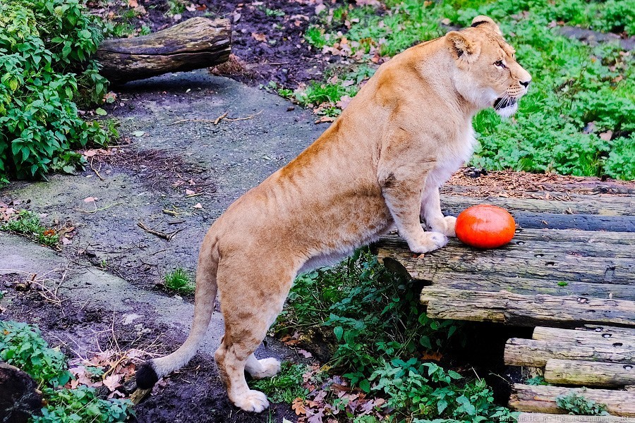 Тыква на обед, а не за билет! Показательное кормление животных в зоопарке (фото)