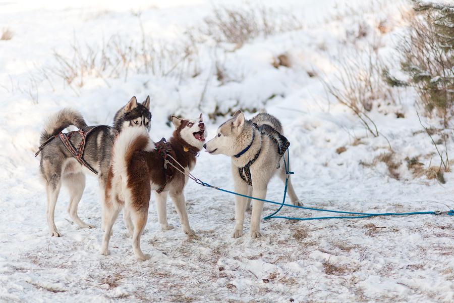 «Сказки о хаски»: фоторепортаж с тренировки ездовых собак и интервью с владельцами