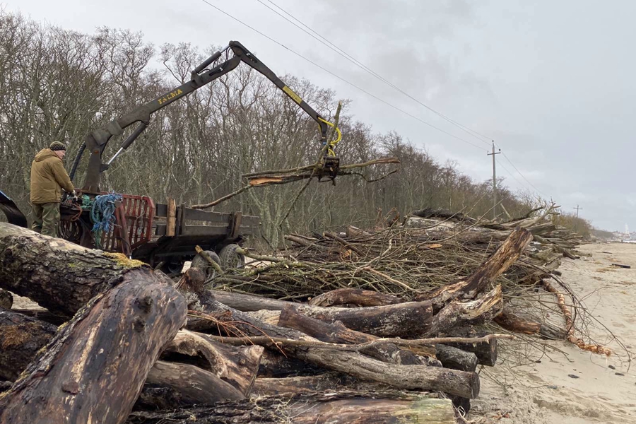 На Куршской косе начали восстанавливать авандюну (фото)