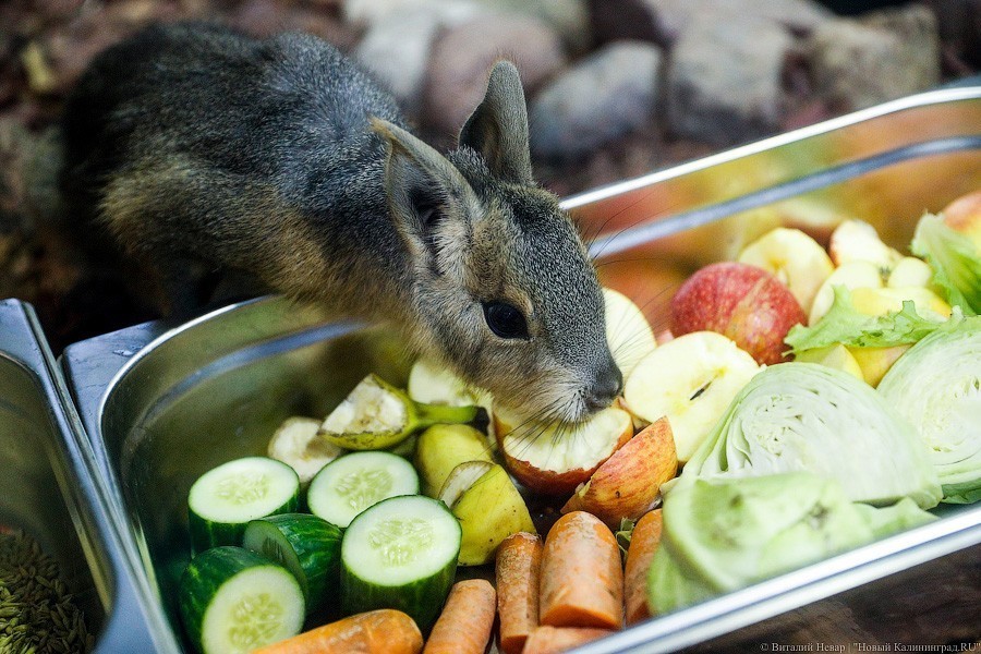 В зоопарке открыт Дом тропической птицы. Посмотрите на жако и спящего трубкозуба