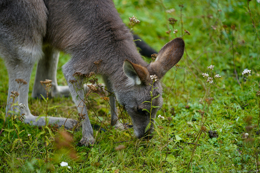 Вот компания какая: Калининградский зоопарк открыл все павильоны для посетителей
