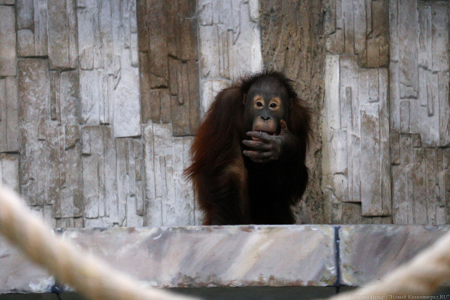 Варяг из Дании: в Калининградском зоопарке поселился орангутан Бенджамин