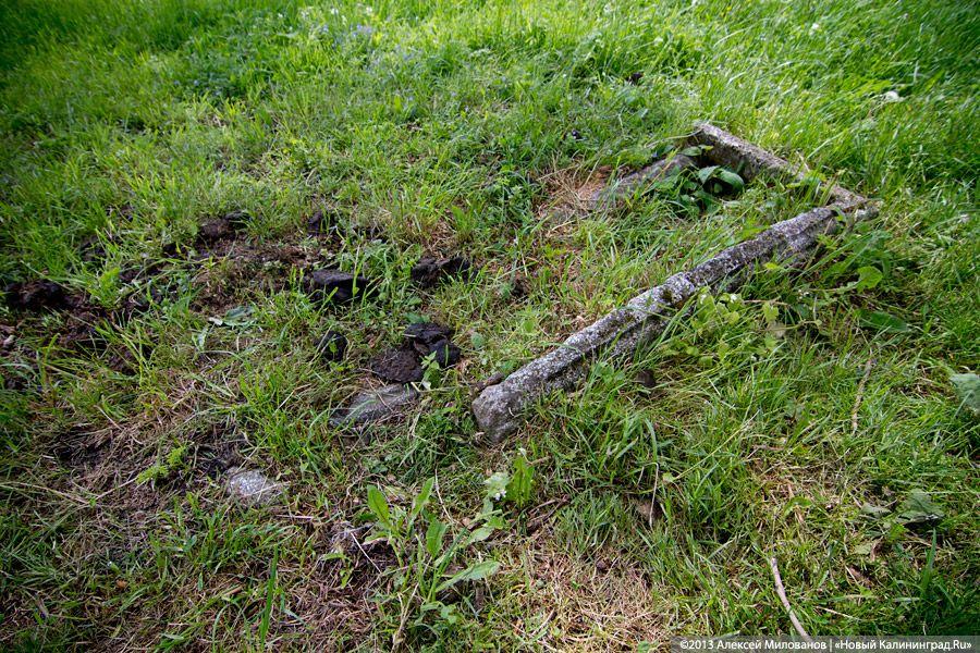 Навоз и куры: кирха 14-го века в поселке Каштаново стала пастбищем для скота