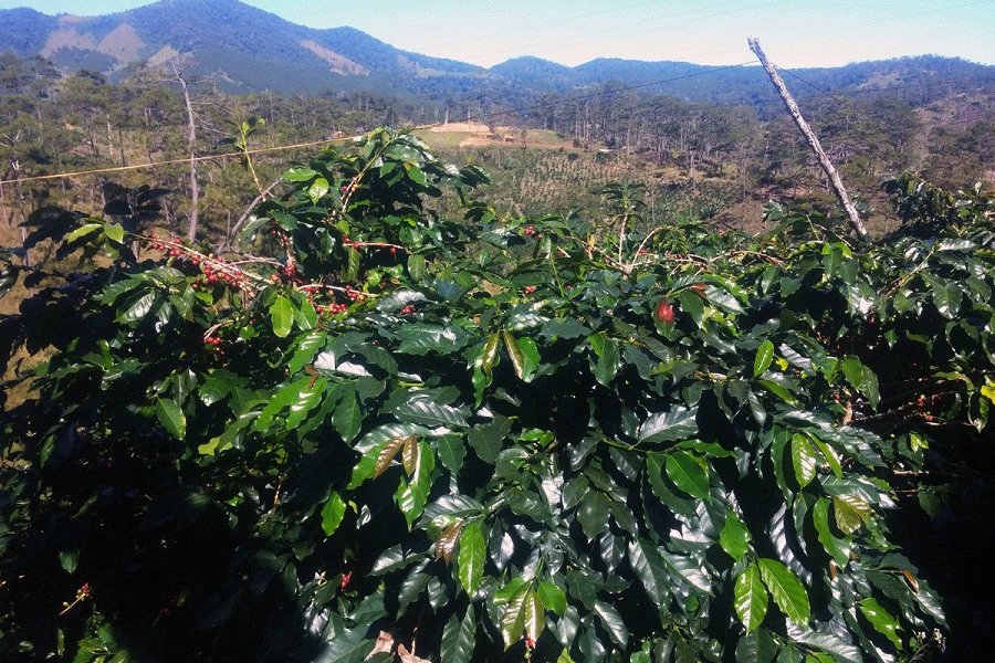Один из самых дорогих кофе — лювак — теперь можно заказать в Калининграде