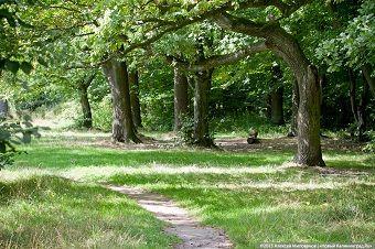 На благоустройство парков и скверов власти намерены потратить 48,8 млн рублей