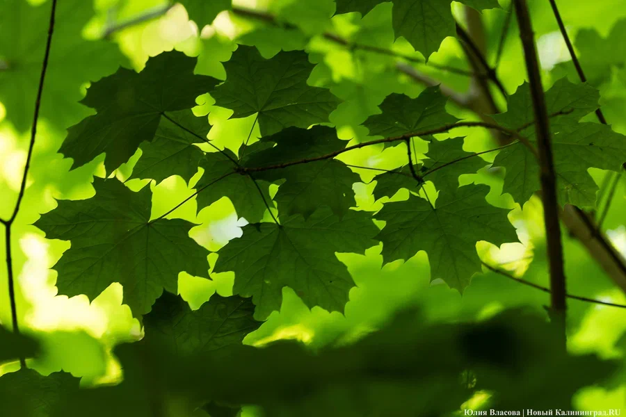 Минприроды приглашает калининградцев на экологический квиз
