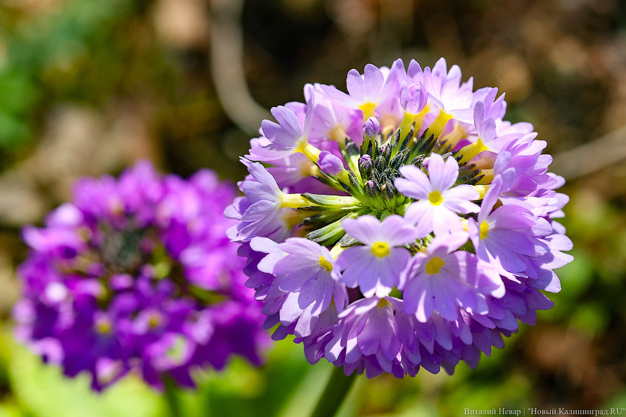 Тот, кто любит цветы: в Калининграде цветёт Ботанический сад (фото)