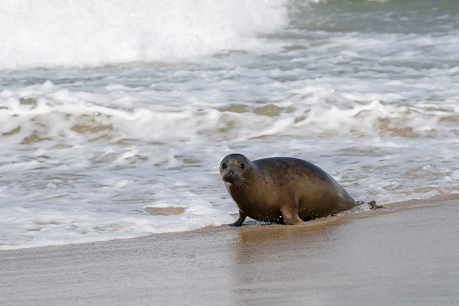 В Дагестане на пляже Каспия обнаружили 700 погибших тюленей (видео)