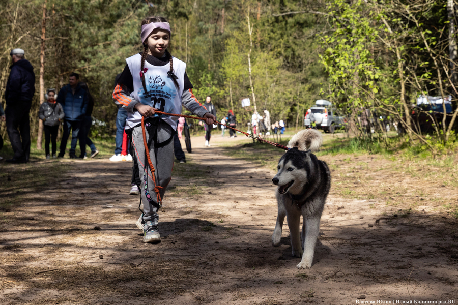 Совсем не Джек Лондон: как калининградцы с питомцами соревновались в ездовом спорте (фото)