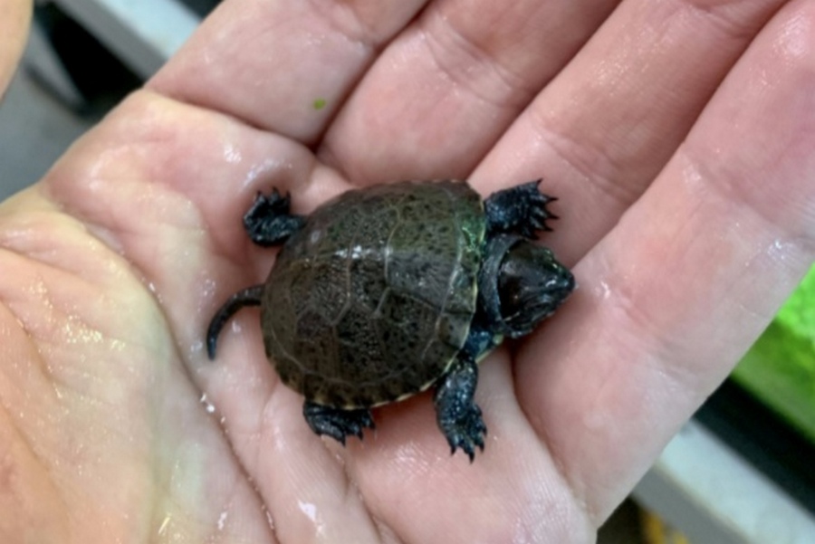 Фото: страница Калининградского зоопарка «Вконтакте»