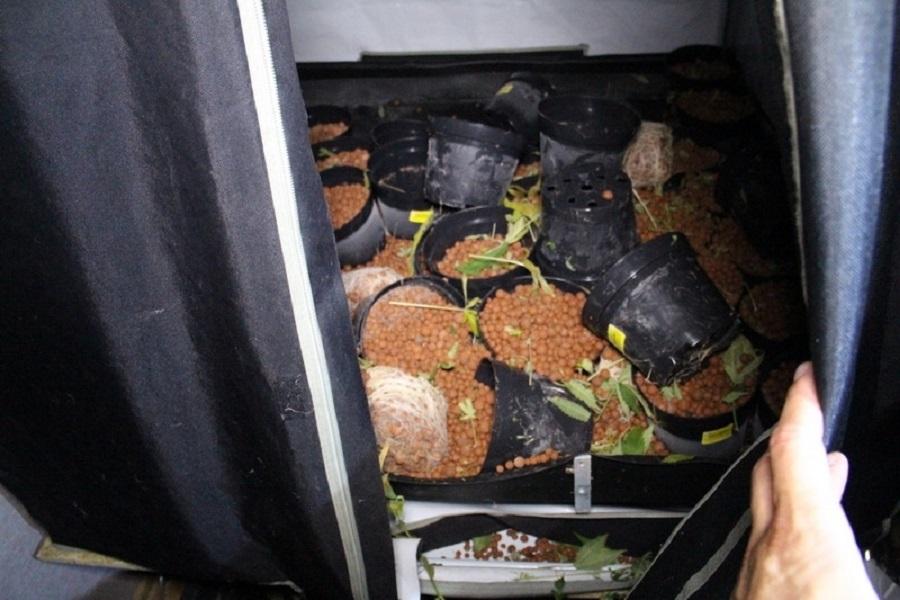В Калининграде в сгоревшей квартире пожарные обнаружили теплицу с коноплей (фото)