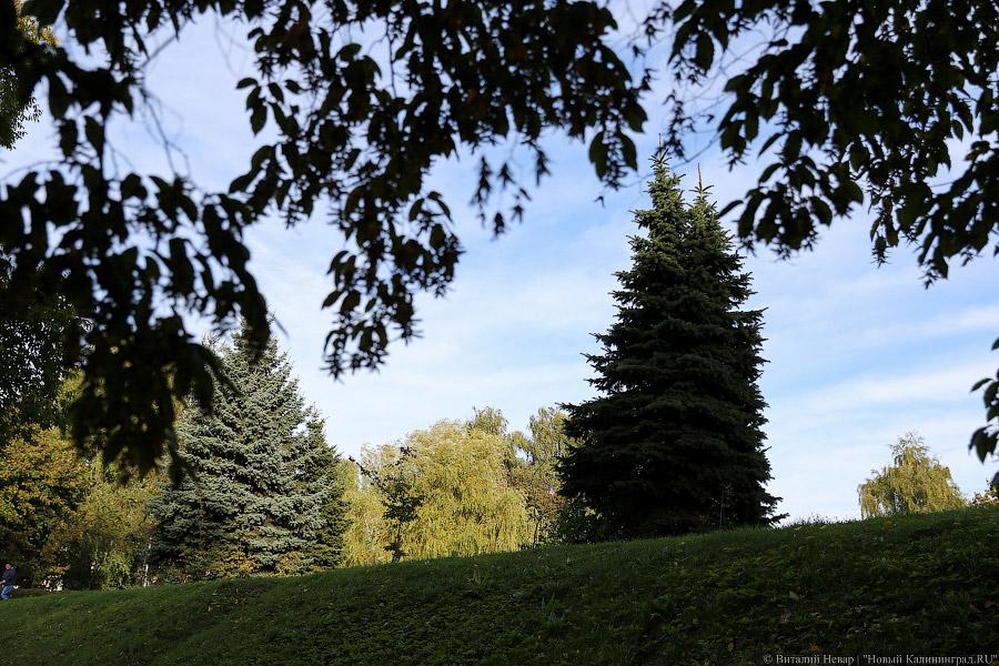 Чтобы жертв не было: власти Калининграда жалеют, что обрезали не все деревья