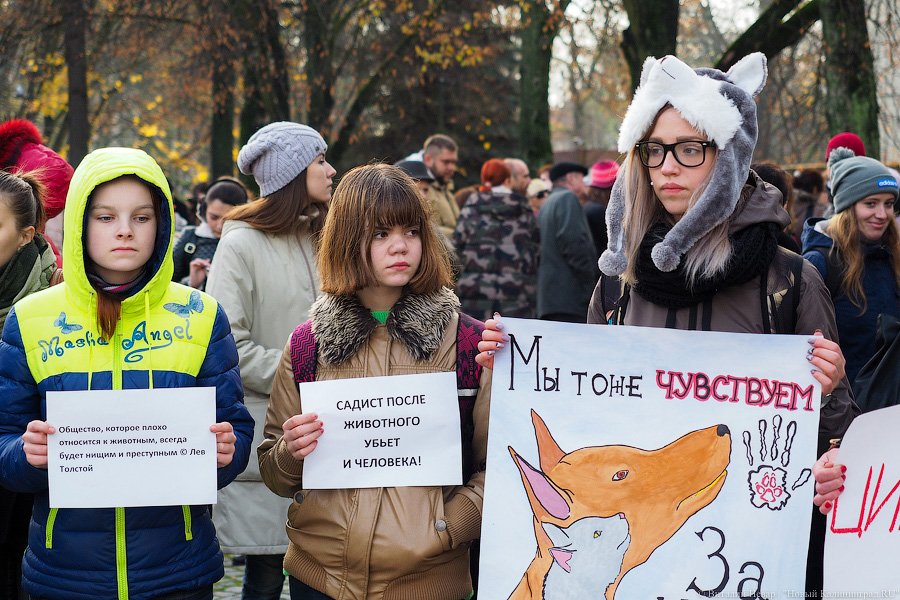За что нас убивают?: как в Калининграде митинговали в защиту животных
