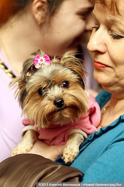 «Ой какая маленькая»: дефиле мини-собачек в музее янтаря