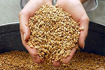 Замминистра сельского хозяйства обещает обеспечить регион зерном
