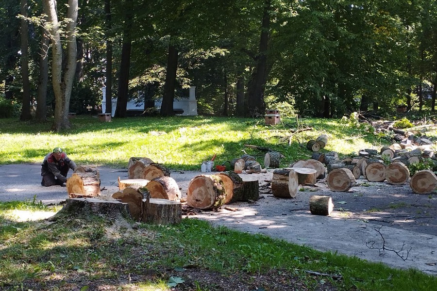В Центральном парке в Калининграде началась вырубка деревьев (фото)