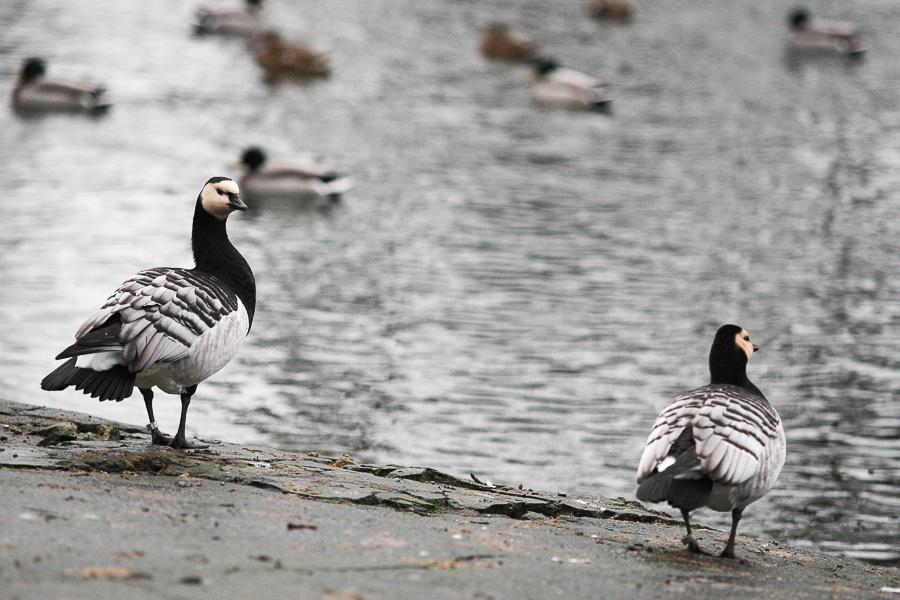 Конина к году Лошади: зоопарк раздал животным любимые лакомства