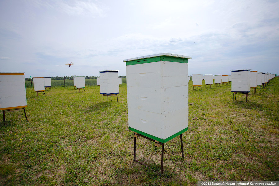 В Нестерове суд вынудил пасечника перенести ульи на 300 метров от соседей