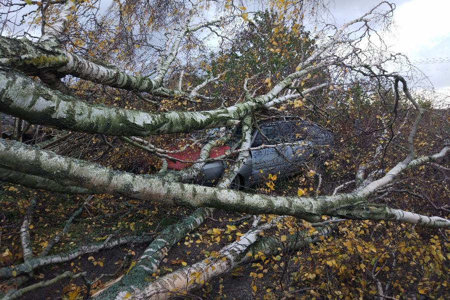 Очевидцы: в Отрадном дерево упало на автомобиль и перегородило дорогу (фото)
