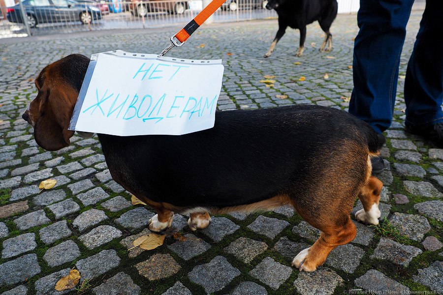 За что нас убивают?: как в Калининграде митинговали в защиту животных