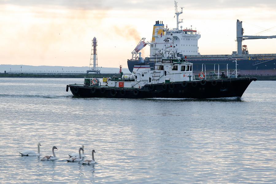Военно-морской лебедь: зимовка птиц в Балтийске (фото)