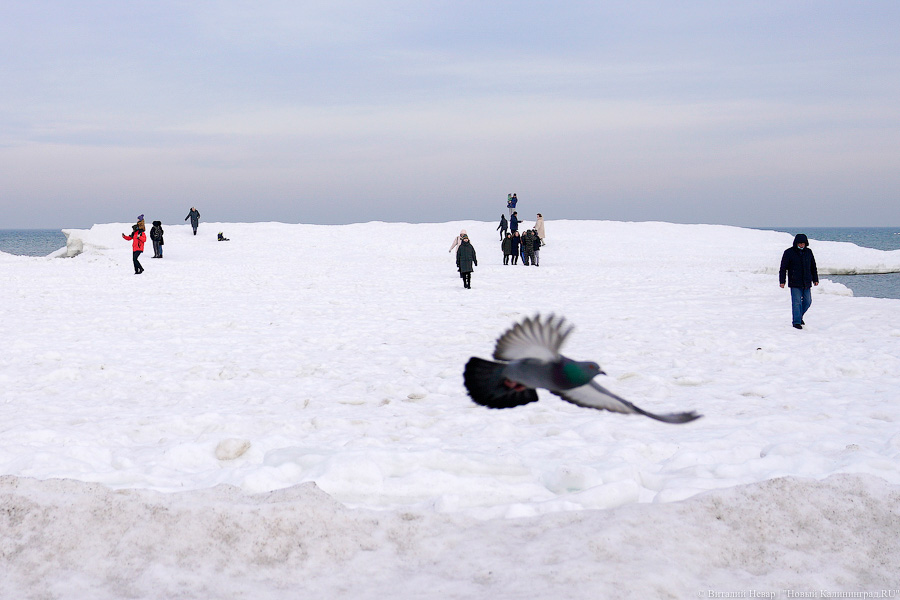 В Калининградской области массово гуляют по морскому льду, несмотря на запрет МЧС (фото)