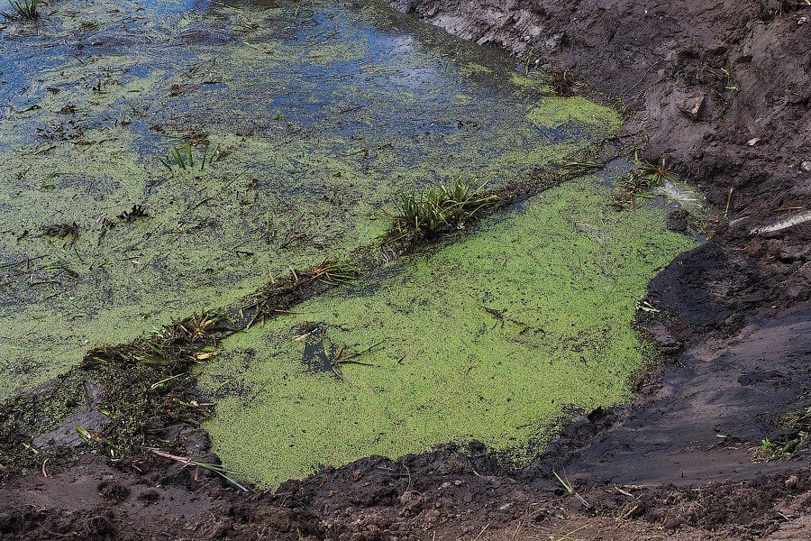 «Операция спасения»: в Полесском районе осушают первый польдер (фото)